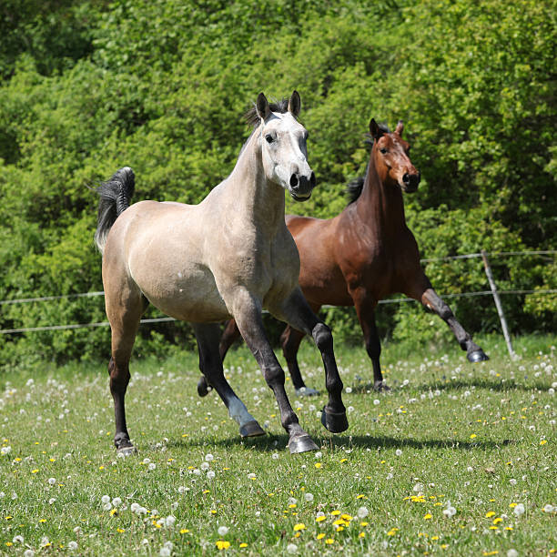 istock Two amazing horses running together 483486302