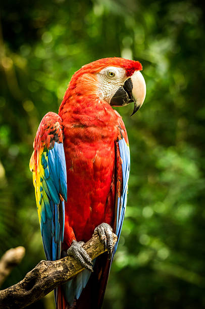 istock Close up of scarlet macaw parrot 483486358