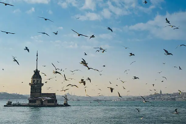 A flock of seagulls flying around the Maiden Tower in Bosporus in Istanbul