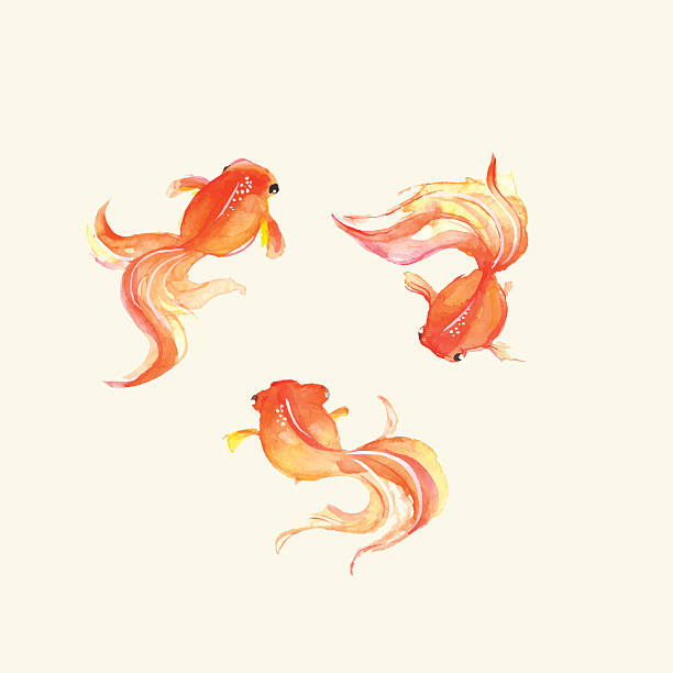 Goldfish. Watercolor. Hand drawn illustration in vector Watercolor illustration goldfish stock illustrations