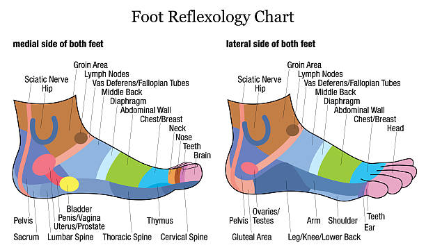 フットリフレクソロジーサイド背ラテラル内側の眺め - massaging human foot reflexology foot massage点のイラスト素材／クリップアート素材／マンガ素材／アイコン素材