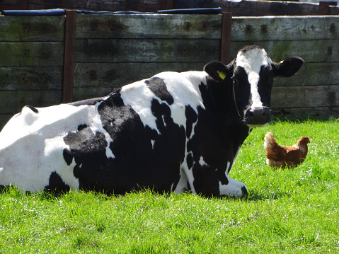 Photo showing an idyllic farmyard scene on a dairy farm, where an old black and white Friesian Holstein cow is lying down on the grass in the sunshine, next to a chicken.