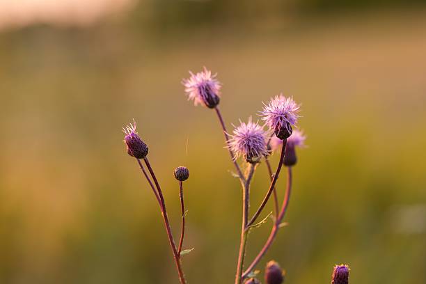 viola bellissimo fiore di cardo primo piano - flower may thistle purple foto e immagini stock