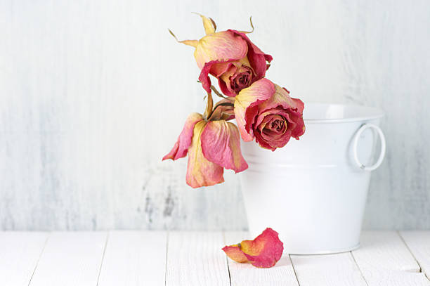 Dried pink roses in white bucket on rustic wooden background. Shallow DOF, focus on front rose.