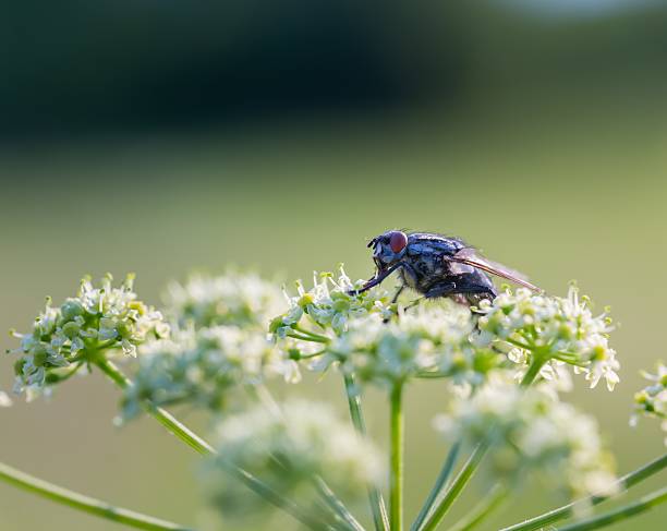 istock Close up of fly sitting on wild flower 483495678