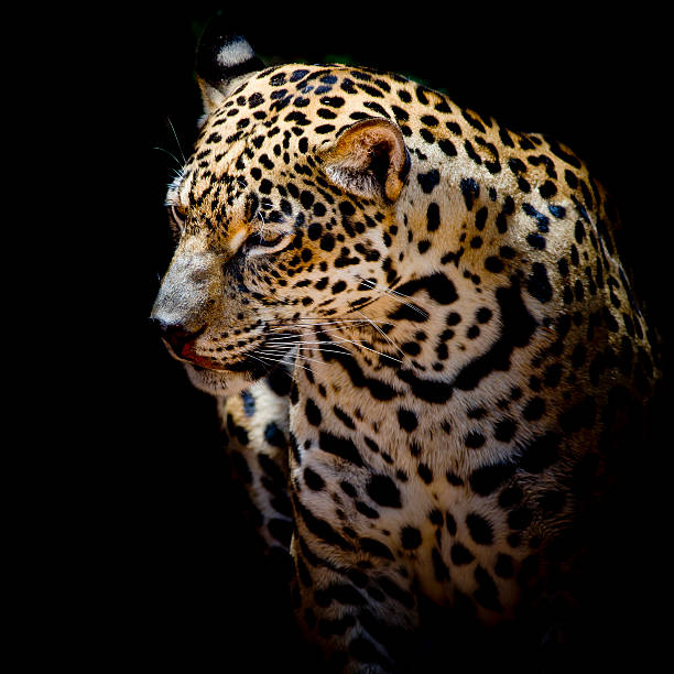 istock close up Jaguar Portrait 483495728