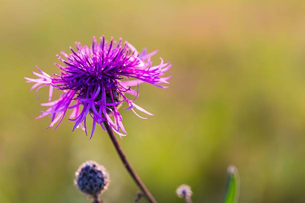 piękne fioletowy kwiat zbliżenie thistle - flower may thistle purple zdjęcia i obrazy z banku zdjęć