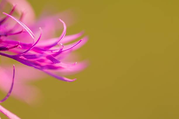 viola bellissimo fiore di cardo primo piano - flower may thistle purple foto e immagini stock