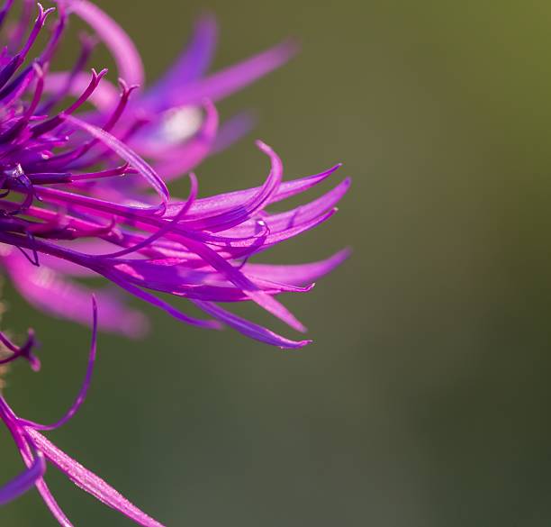 美しいヴァイオレットアザミの花のクローズアップ - flower may thistle purple ストックフォトと画像