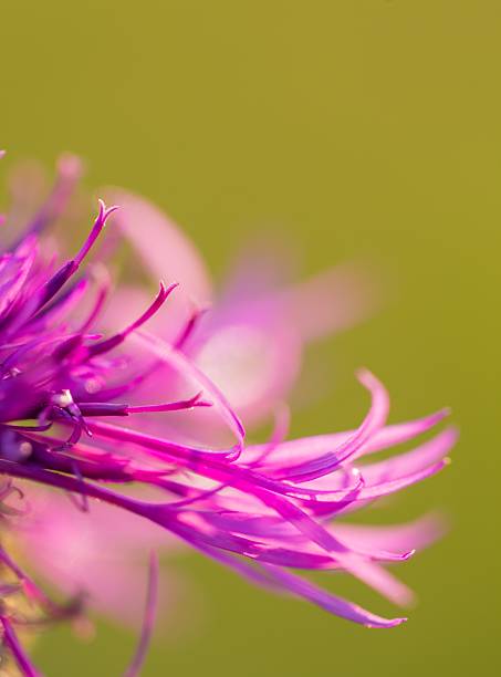 美しいヴァイオレットアザミの花のクローズアップ - flower may thistle purple ストックフォトと画像