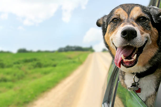 istock German Shepherd Dog Sticking Head Out Driving Car Window 483496312