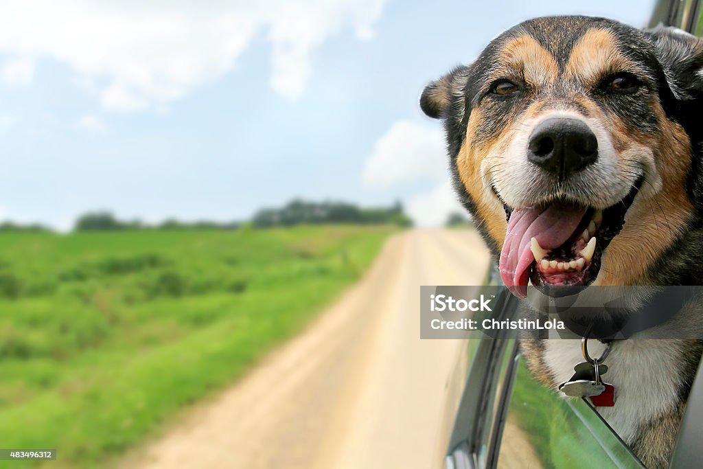 German Shepherd Dog Sticking Head Out Driving Car Window A happy German Shepherd Mix breed dog is hanging is tounge out of his mouth with his ears blowing in the wind as he sticks his head out a moving and drving car window. Dog Stock Photo