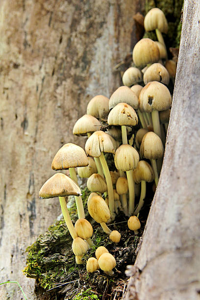 istock Cluster of Wild Mushrooms Growing on Old Stump 483496364