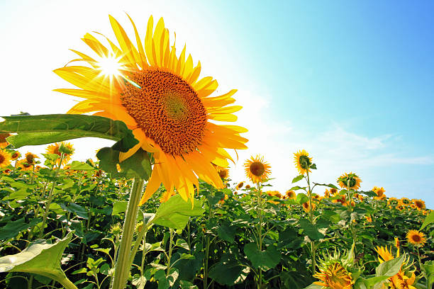el cielo azul y sunflowers y solar - sunflower flower flower bed light fotografías e imágenes de stock