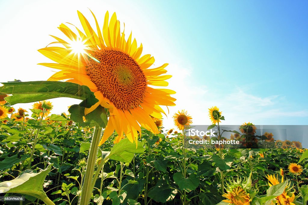 Blue sky and Sunflowers and solar Sunflower Stock Photo