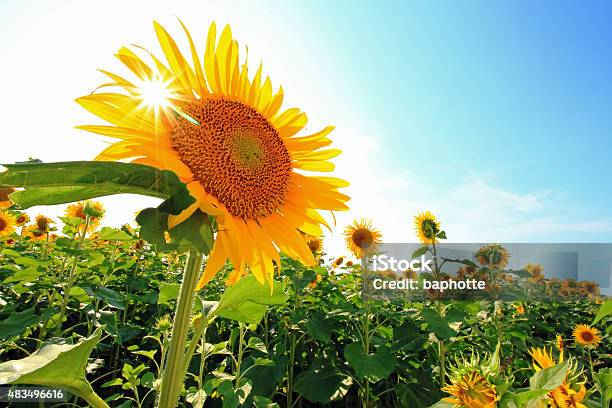Blue Sky And Sunflowers And Solar Stock Photo - Download Image Now - Sunflower, Sun, Sky