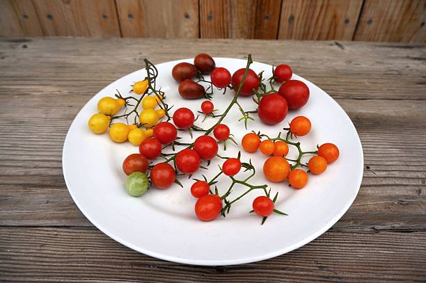 Colorful Cherry Tomato Varieties stock photo