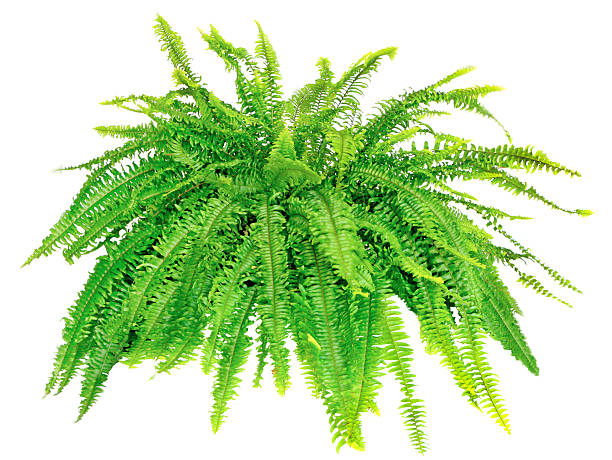 istock Boston Compacta Fern Isolated on White 483503253