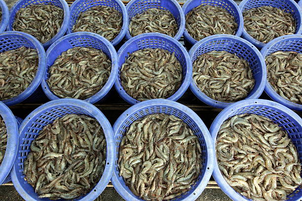 A shrimp breeding in the landscape of the Khao Sam Roi Yot National Park on the Gulf of Thailand in the southwest of Thailand in South East Asia.