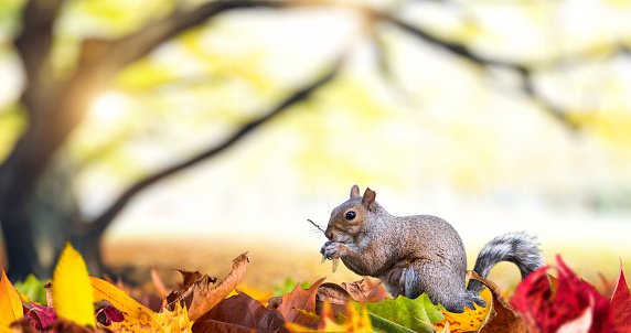 Squirrel eating nuts in the middle of colorful autumn leaves in the park.