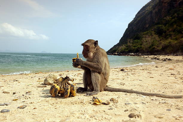 Wild monkeys on Monkey Island in Khao Sam Roi Yot National Park on the Gulf of Thailand in the south-west of Thailand in South East Asia.