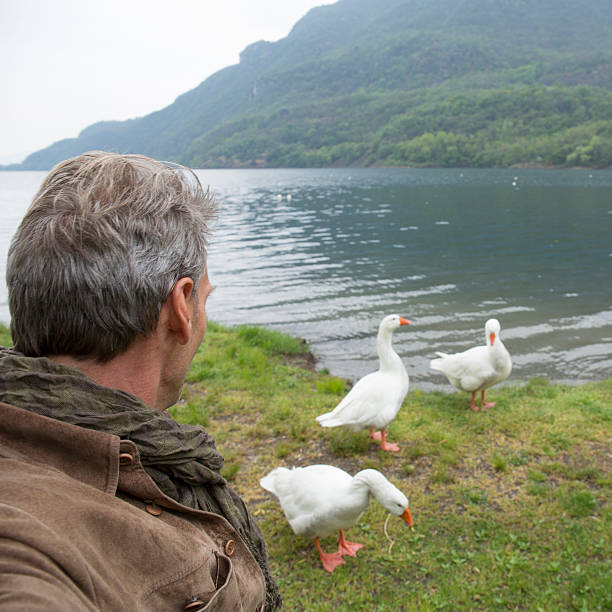 istock Man watches geese approach near lake edge, spring 483504272