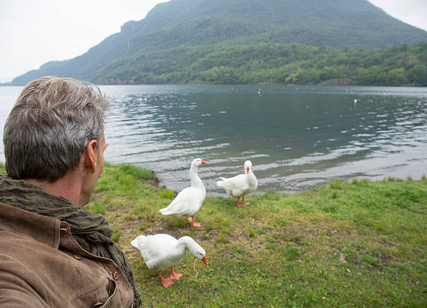istock Man watches geese approach near lake edge, spring 483504276