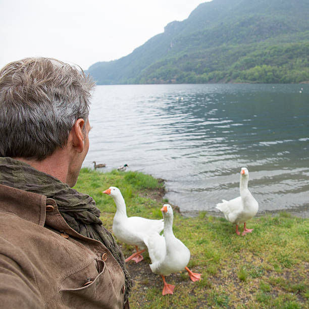 istock Man watches geese approach near lake edge, spring 483504294