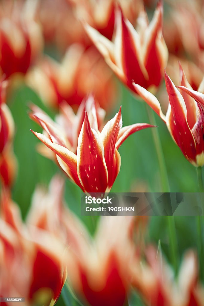 Tulipanes amarillos y rojos en jardín botánico - Foto de stock de Aire libre libre de derechos