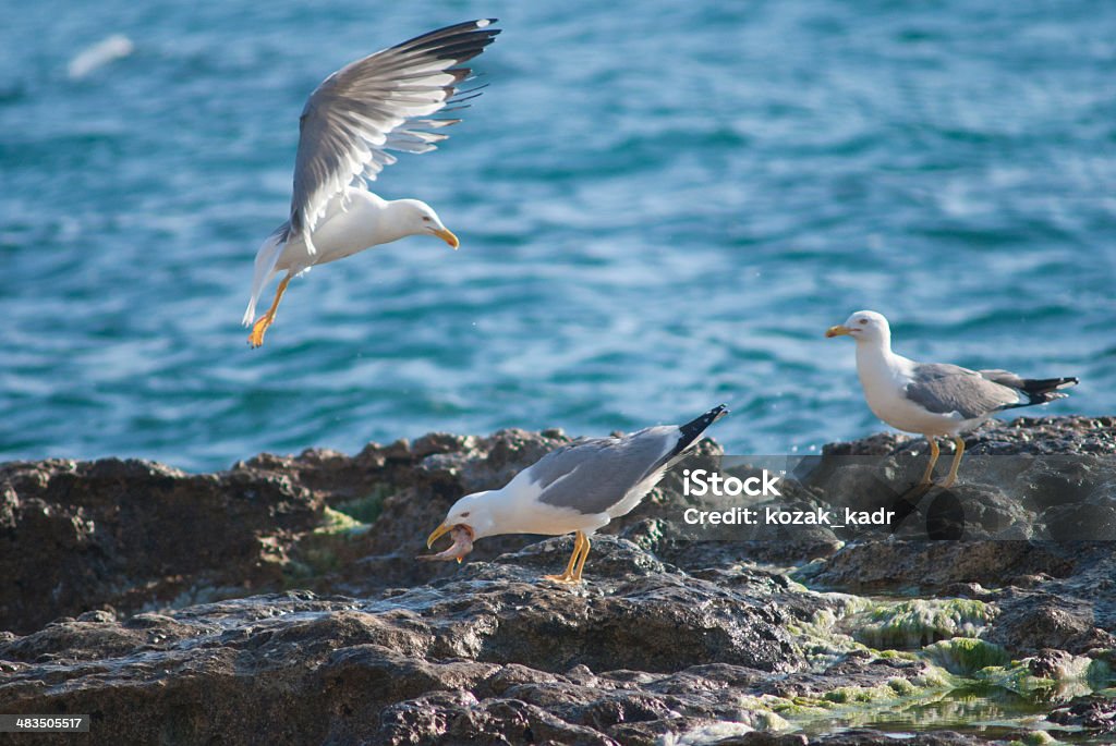 Gabbiano sulla costa di pietre di sgrossatura - Foto stock royalty-free di Animale
