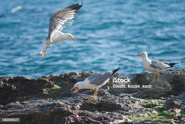 Gabbiano Sulla Costa Di Pietre Di Sgrossatura - Fotografie stock e altre immagini di Animale - Animale, Blu, Colonia di animali