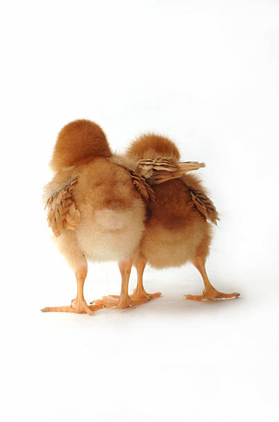 zwei chicks auf weiss helfen - rhode island red huhn stock-fotos und bilder