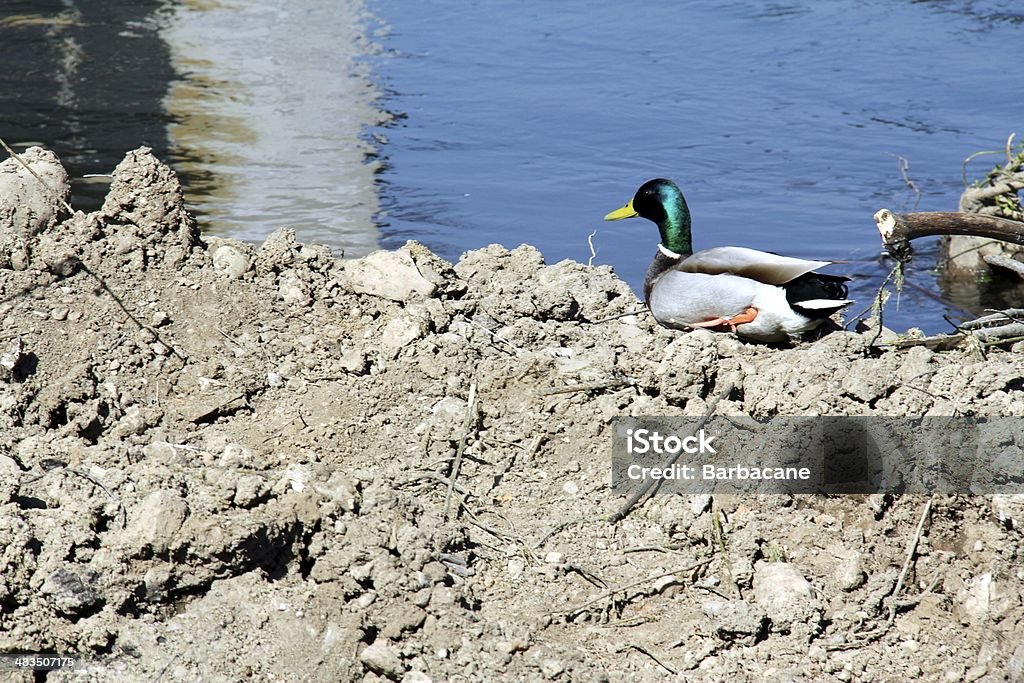 Mallard Duck Duck near the shore of the river. Animal Stock Photo