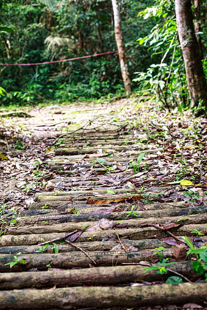 istock road travel in tropical forests made from trees 483507312
