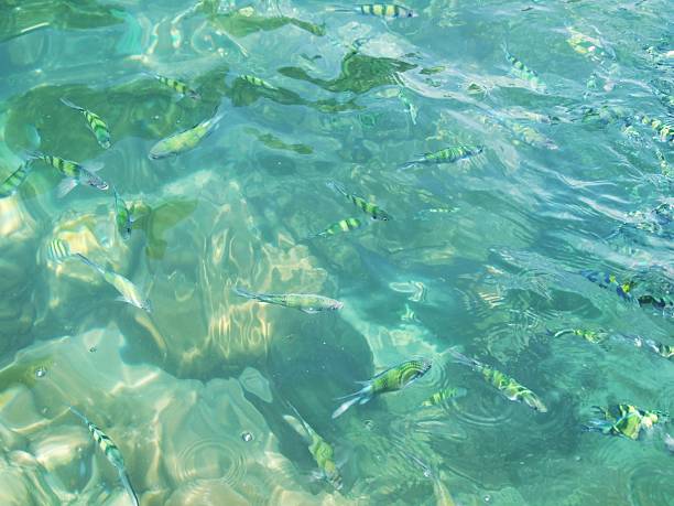 istock Sea natural and fish backgrounds 483508175