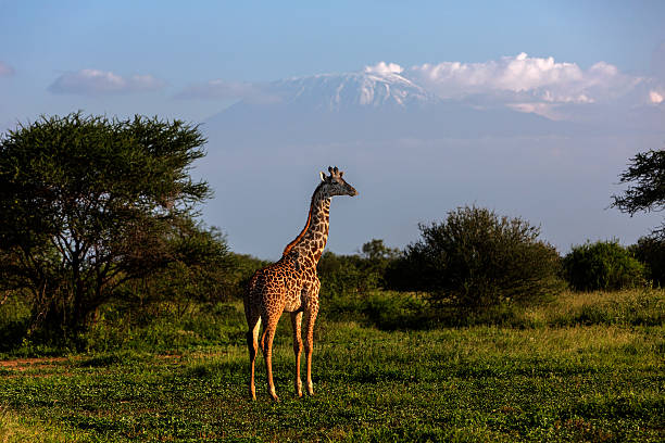 istock Giraffe in front of Kilimanjaro, Amboseli 483509595