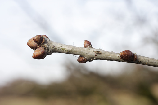 A clear portent of the joys of spring as February arrives, in southern England. This oak twig has a cluster of terminal buds plus smaller lateral buds. Close up with copy space.