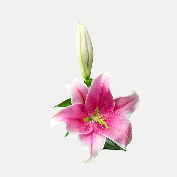 istock one pink flower and one bud with leaves on white background 483510372