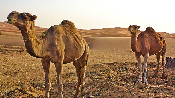 istock Two camels in the desert 483510476