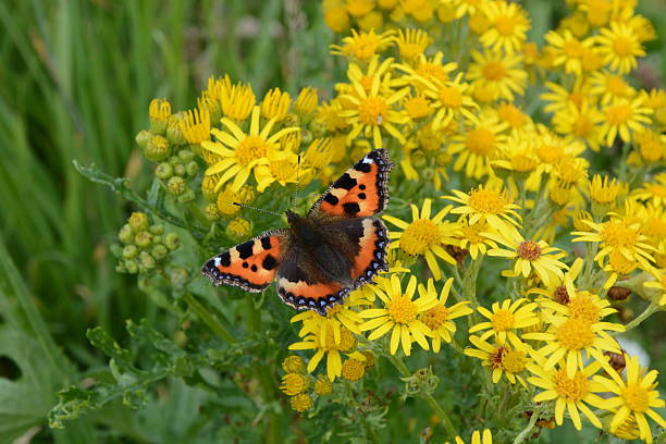 istock Small Tortoiseshell Butterfly on Yellow Ragwort 483510688