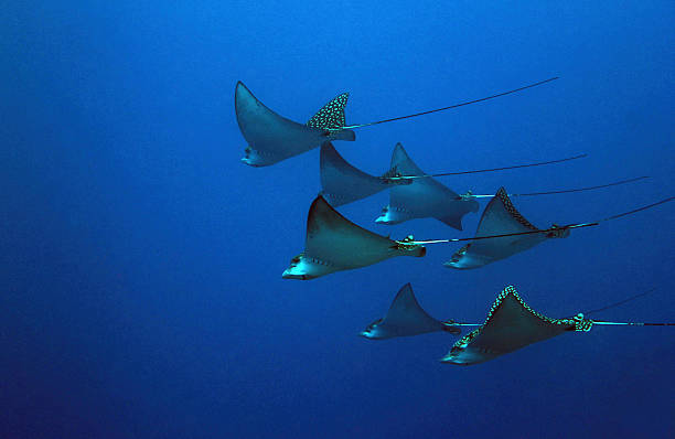Spotted Eagle Rays Seven Spotted Eagle Rays (Aetobatus Narinari) in the Blue, Cozumel, Mexico coral sea photos stock pictures, royalty-free photos & images