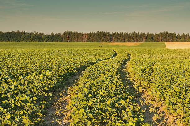 istock View of the field bean 483511982