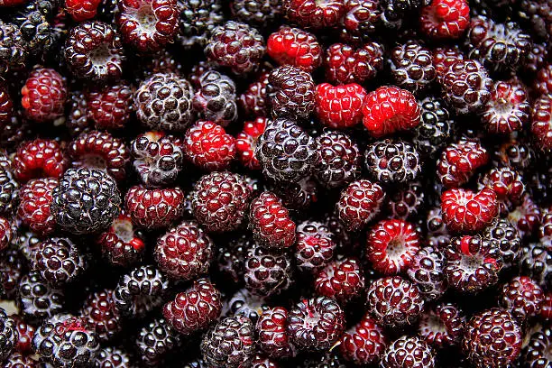 A large pile of freshly picked black cap raspberries in a fruit bowl