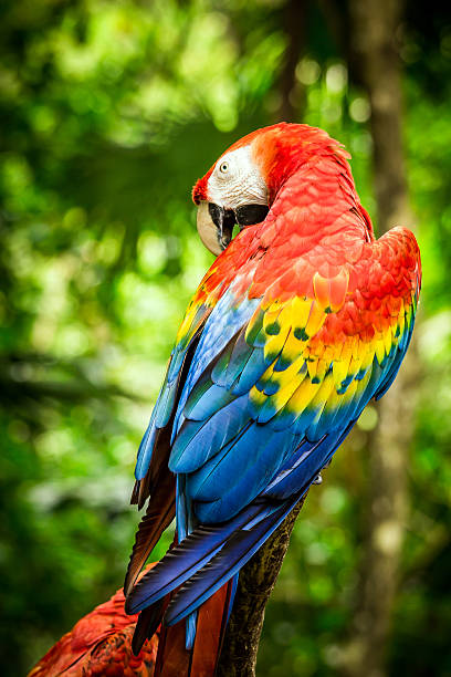 istock Close up of scarlet macaw parrot 483512034