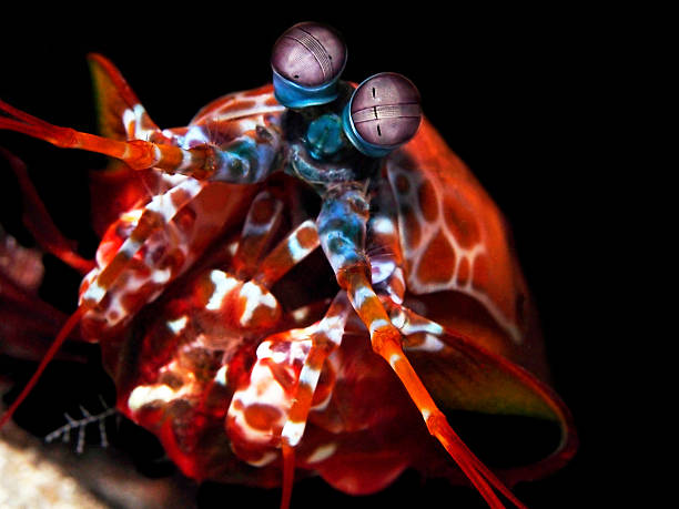 Peacock Mantis Shrimp in Indo_pacific ocean