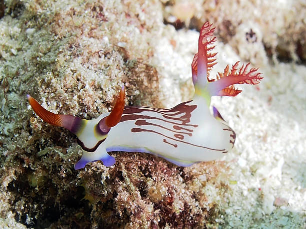 ślimak nagoskrzelny nembrotha lineolata w raja ampat - sea　slugs zdjęcia i obrazy z banku zdjęć