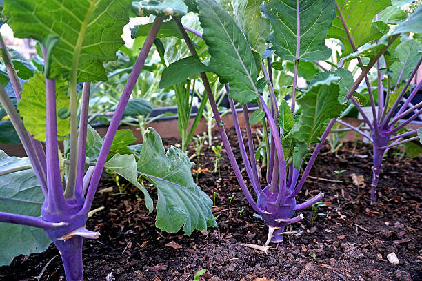 Purple Kohlrabi in Garden stock photo