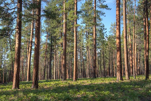 Forest of Ponderosa Pine Trees stock photo