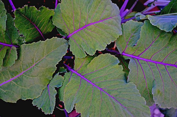Purple Kohlrabi Leaves stock photo