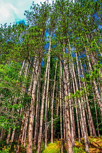 Photo of green pines